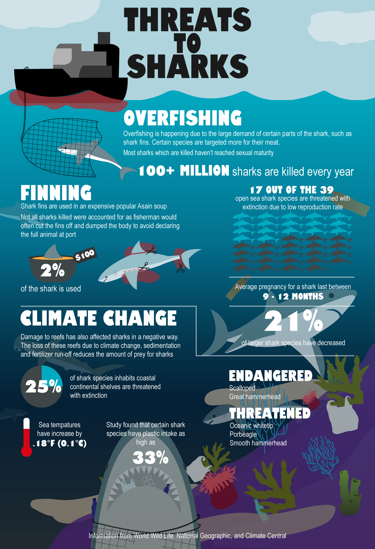 Image of Shark Infographic