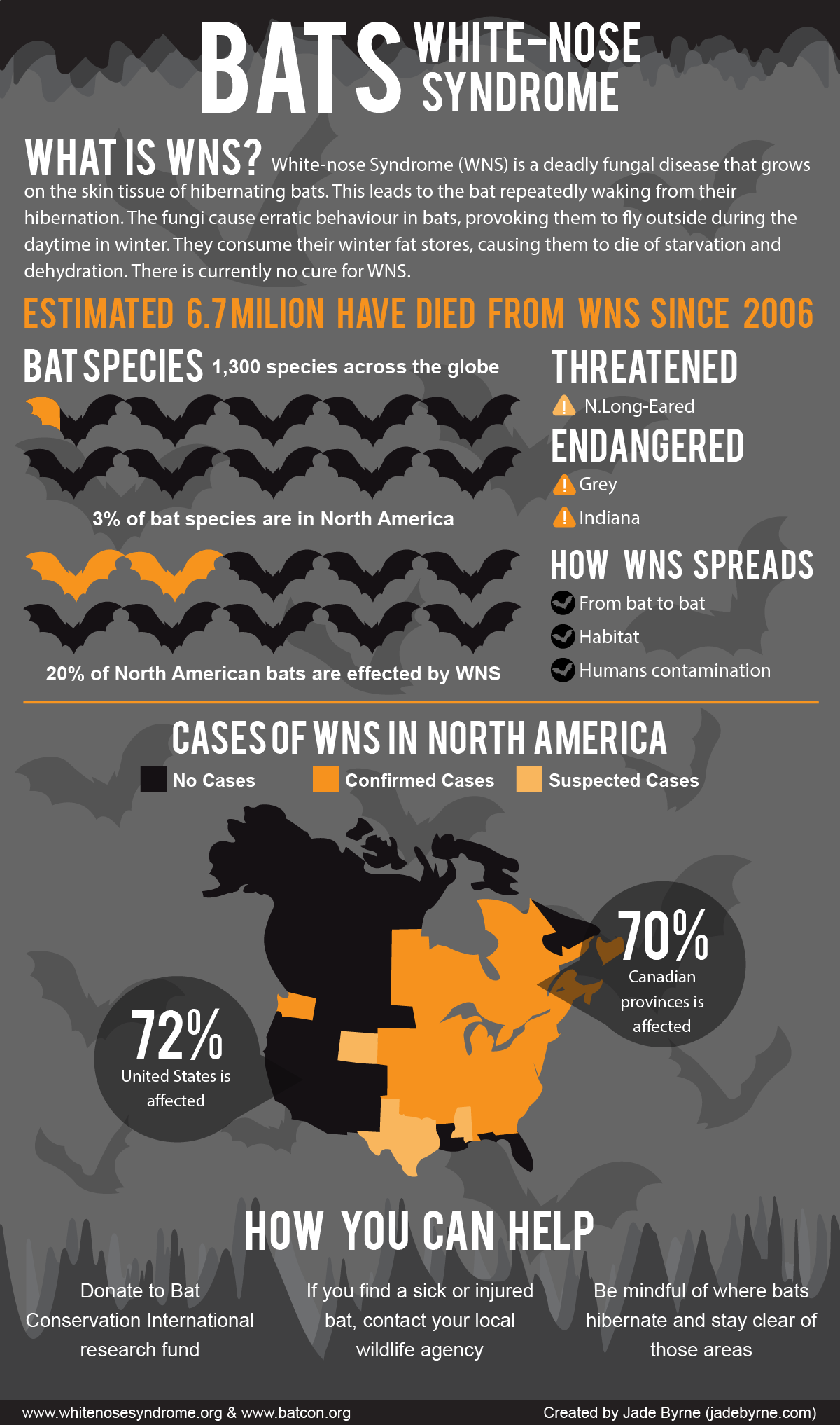 Image of Bat infographic